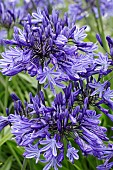 AGAPANTHUS NORTHERN STAR