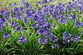 AGAPANTHUS NORTHERN STAR