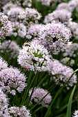 ALLIUM MONTANUM VAR GLAUCUM
