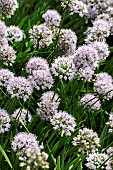 ALLIUM MONTANUM VAR GLAUCUM