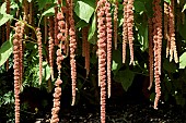 AMARANTHUS CAUDATUS CORAL FOUNTAIN