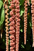 AMARANTHUS CAUDATUS CORAL FOUNTAIN