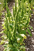 AMARANTHUS VIRIDIS GREEN THUMB