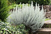 ARTEMISIA ABSINTHUM LAMBROOK SILVER