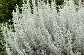 ARTEMISIA ABSINTHUM LAMBROOK SILVER