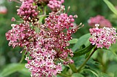 ASCLEPIAS INCRANATA