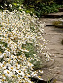 ANTHEMIS EDGING TO PATH