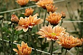 CHRYSANTHEMUM  ENBEE WEDDING PEACH