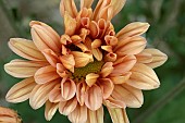 CHRYSANTHEMUM  ENBEE WEDDING PEACH