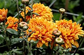 CHRYSANTHEMUM CAUKEL COPPER