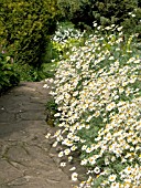 ANTHEMIS EDGING TO PATH