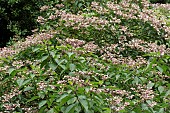 CLERODENDRUM TRICHOTOMUM VAR FARGESII