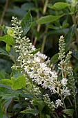 CLETHRA ALNIFOLIA HUMMINGBIRD