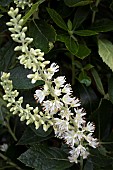 CLETHRA ALNIFOLIA HUMMINGBIRD