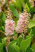 CLETHRA ALNIFOLIA RUBY SPICE