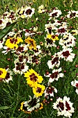 COREOPSIS INCREDIBLE TALL MIXED