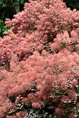 COTINUS COGGYGRIA ROYAL PURPLE