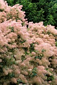 COTINUS COGGYGRIA