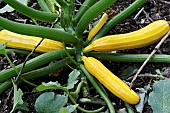 CUCURBITA PEPO SUNSTRIPE F1