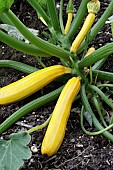 CUCURBITA PEPO SUNSTRIPE F1