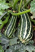 CUCURBITA PEPO TIGER CROSS