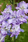 DELPHINIUM CONSOLIDA  EXQUISITE FROSTED SKIES