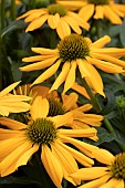 ECHINACEA FANTASTIC YELLOW