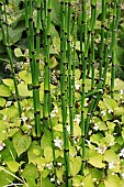 EQUISETUM GIGANTEUM EL TABACAL, & HOTTUYNIA CORDATA JOKERS GOLD