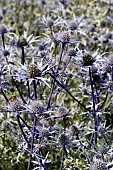 ERYNGIUM BOURGATTI