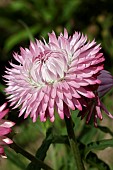 HELECHRYSUM BRACTEATUM MONSTROSUM MIXED