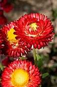 HELECHRYSUM BRACTEATUM MONSTROSUM MIXED; HALF-HARDY ANNUAL; STRAW FLOWER, DRIED FLOWER; JULY