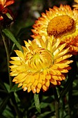 HELECHRYSUM BRACTEATUM MONSTROSUM MIXED