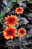 HELIOPSIS HELIANTHOIDES LUNA ROJA