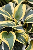 HOSTA AUTUMN FROST