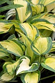 HOSTA GREAT EXPECTATIONS