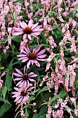 KOENIGIA CAMPANULATA, SYN PERSICARIA, ECHINACEA PURPUREA