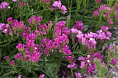 LIMONIUM SINUATA ROSE LIGHT