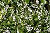 LYSIMACHIA CLETHROIDES