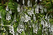 LYSIMACHIA CLETHROIDES