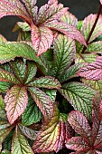 RODGERSIA BRONZE PEACOCK