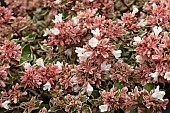 ABELIA MAGIC DAYDREAM (OPSTAL103)