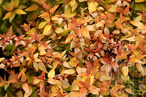 ABELIA_X_GRANDIFLORA_GOLD_JEWEL_ABHFJEWEL