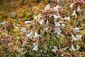 ABELIA X GRANDIFLORA RADIANCE