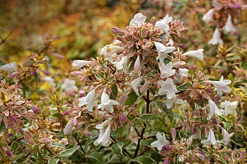 ABELIA_X_GRANDIFLORA_RADIANCE