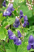 ACONITUM AUSTROYUNNANSE