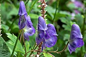 ACONITUM AUSTROYUNNANSE