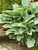 HOSTA KROSSA REGAL