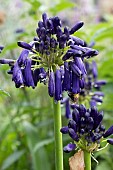 AGAPANTHUS GRASKOP