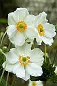 ANEMONE X HYBRIDA HONORINE JOBERT