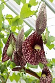 ARISTOLOCHIA GRANDIFLORA